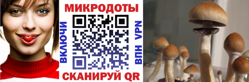 где найти   Рошаль  блэк спрут ССЫЛКА  Псилоцибиновые грибы Magic Shrooms 